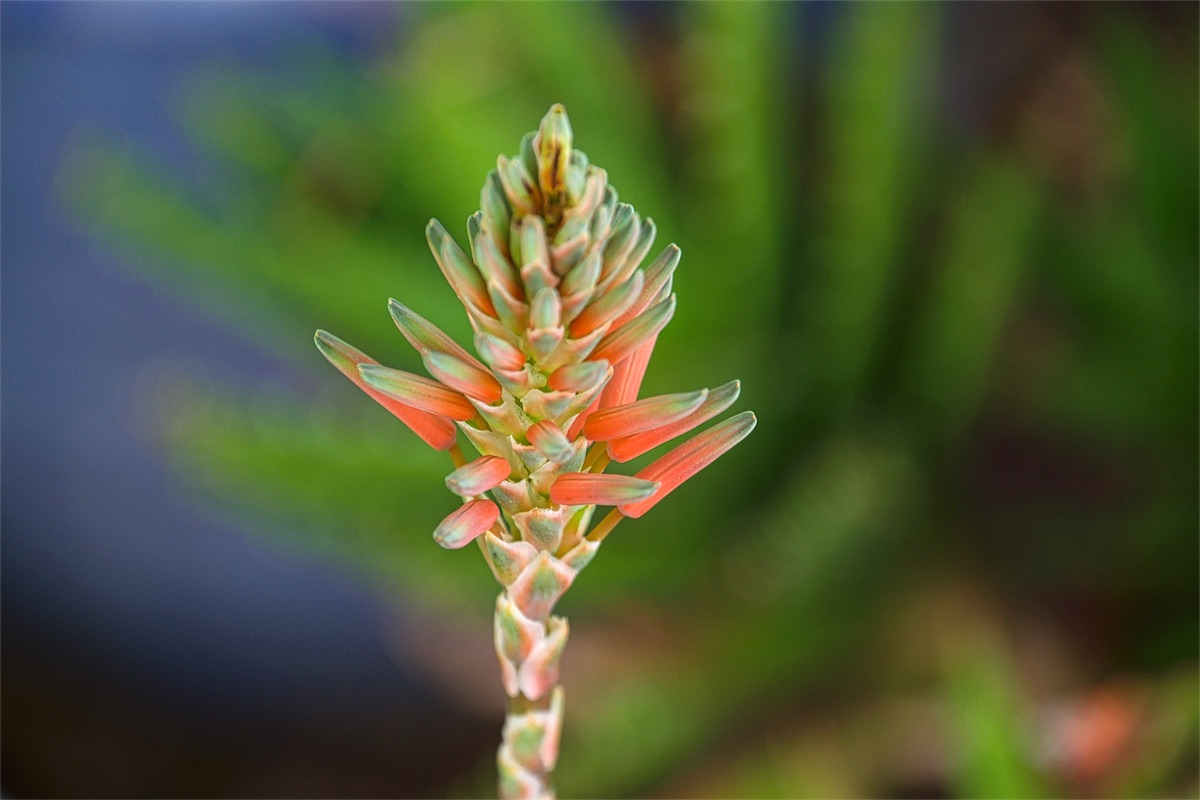 Blooming Aloe.jpg