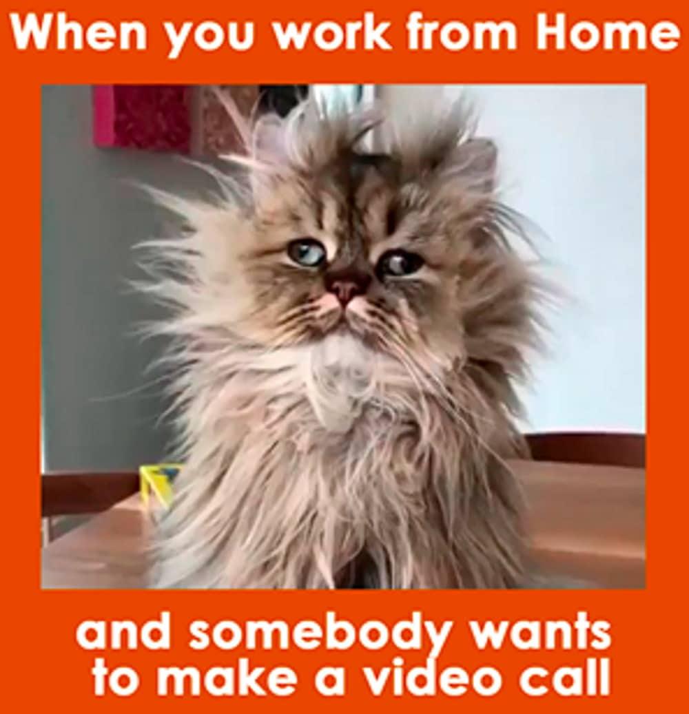 work from home meme