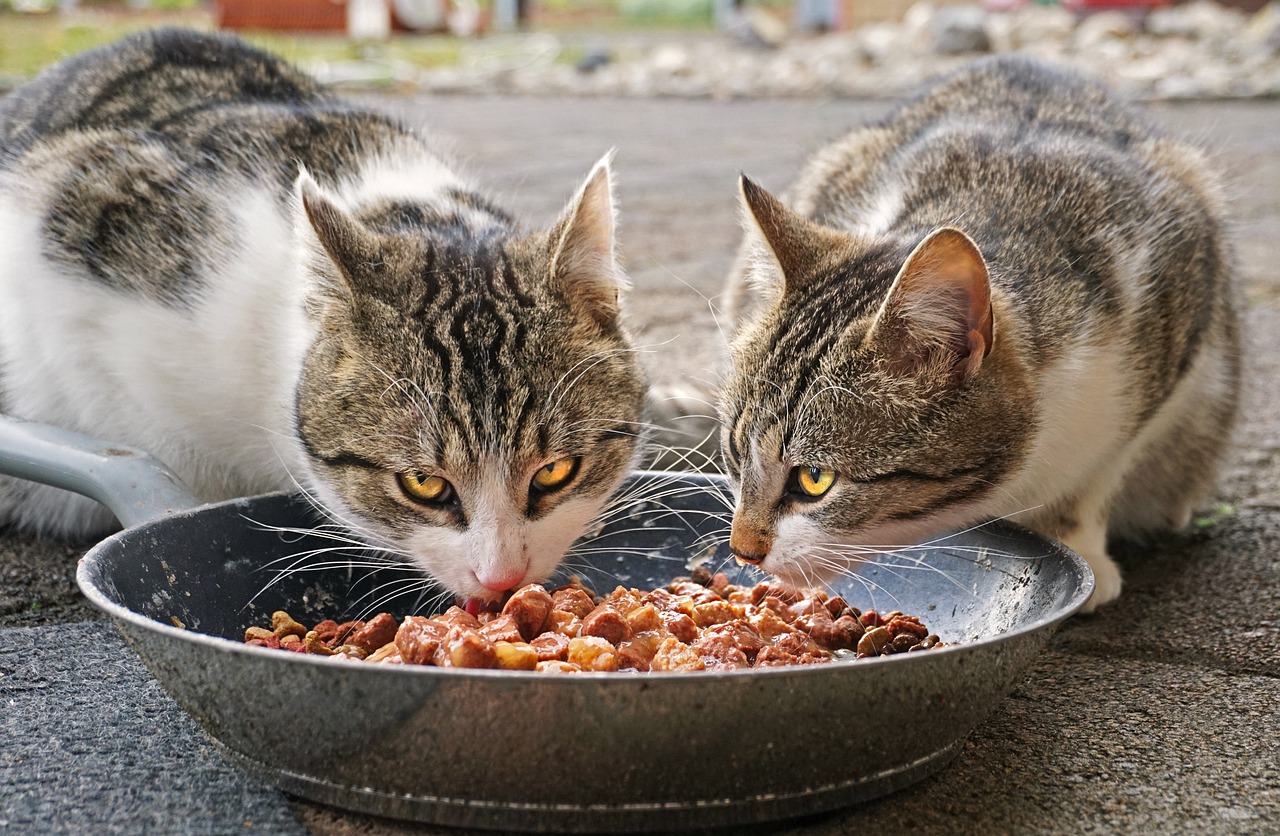 натуралка для кошек чем кормить