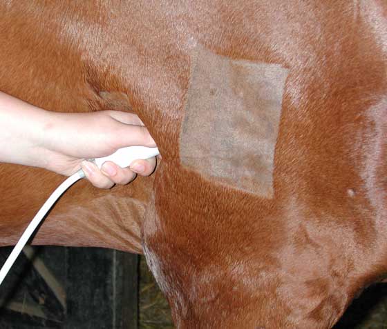 Position of the horse’s right foreleg and ultrasound transducer for imaging the cranial mediastinum through the axilla.