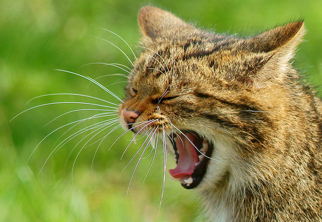 File:Yawning wildcat.jpg - Wikimedia Commons