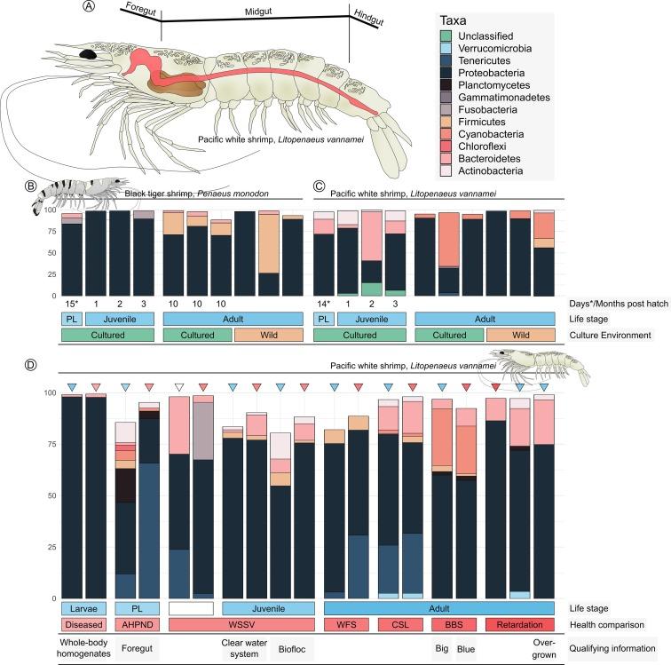 Shrimp-Digestive-Tract-Mapping