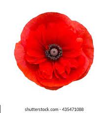 Red Poppy Flower Images, Stock Photos & Vectors | Shutterstock