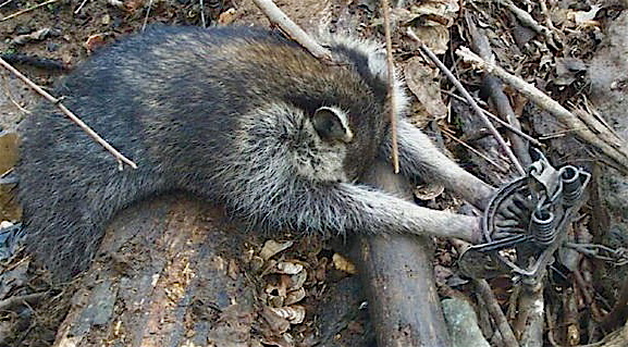 Wildlife Woodstock Sanctuary