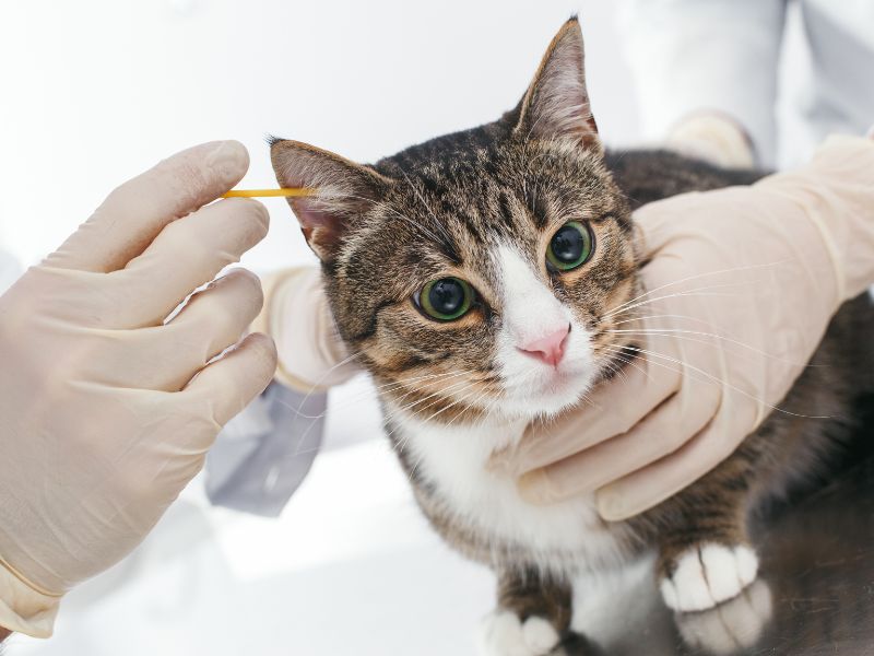cat-ear-mites-treatment