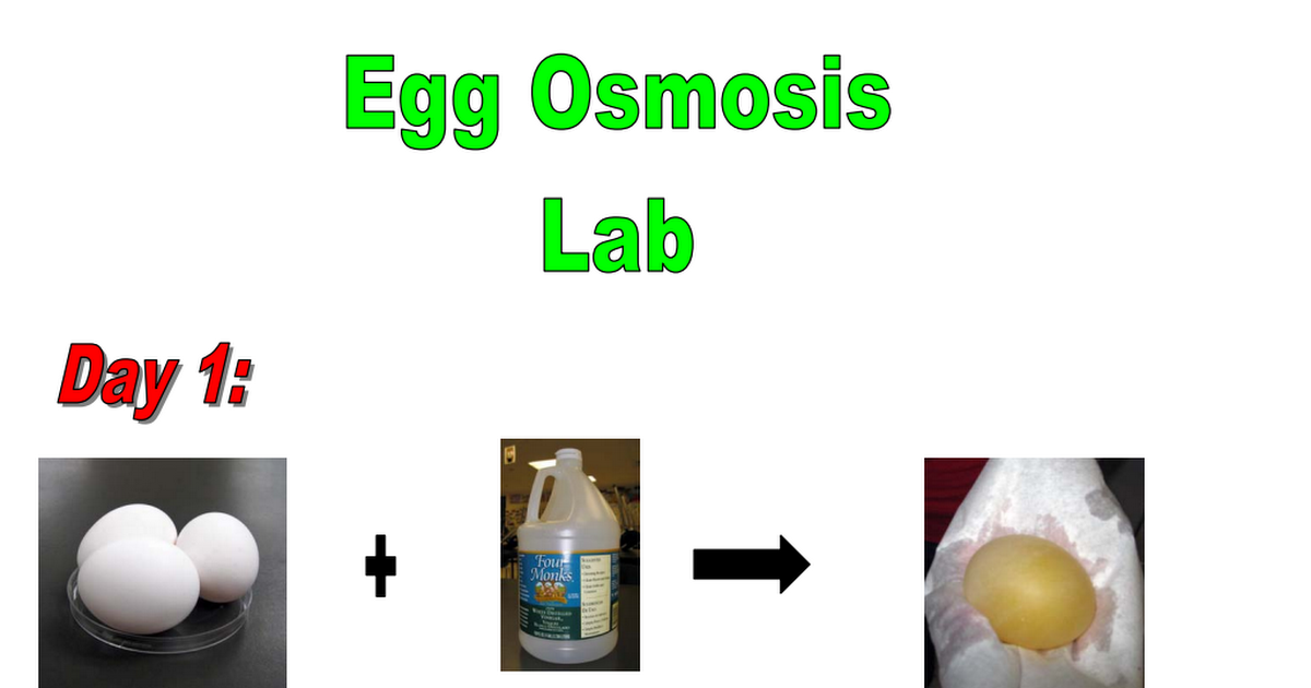 Egg Osmosis Lab Visual Summary Pdf Google Drive