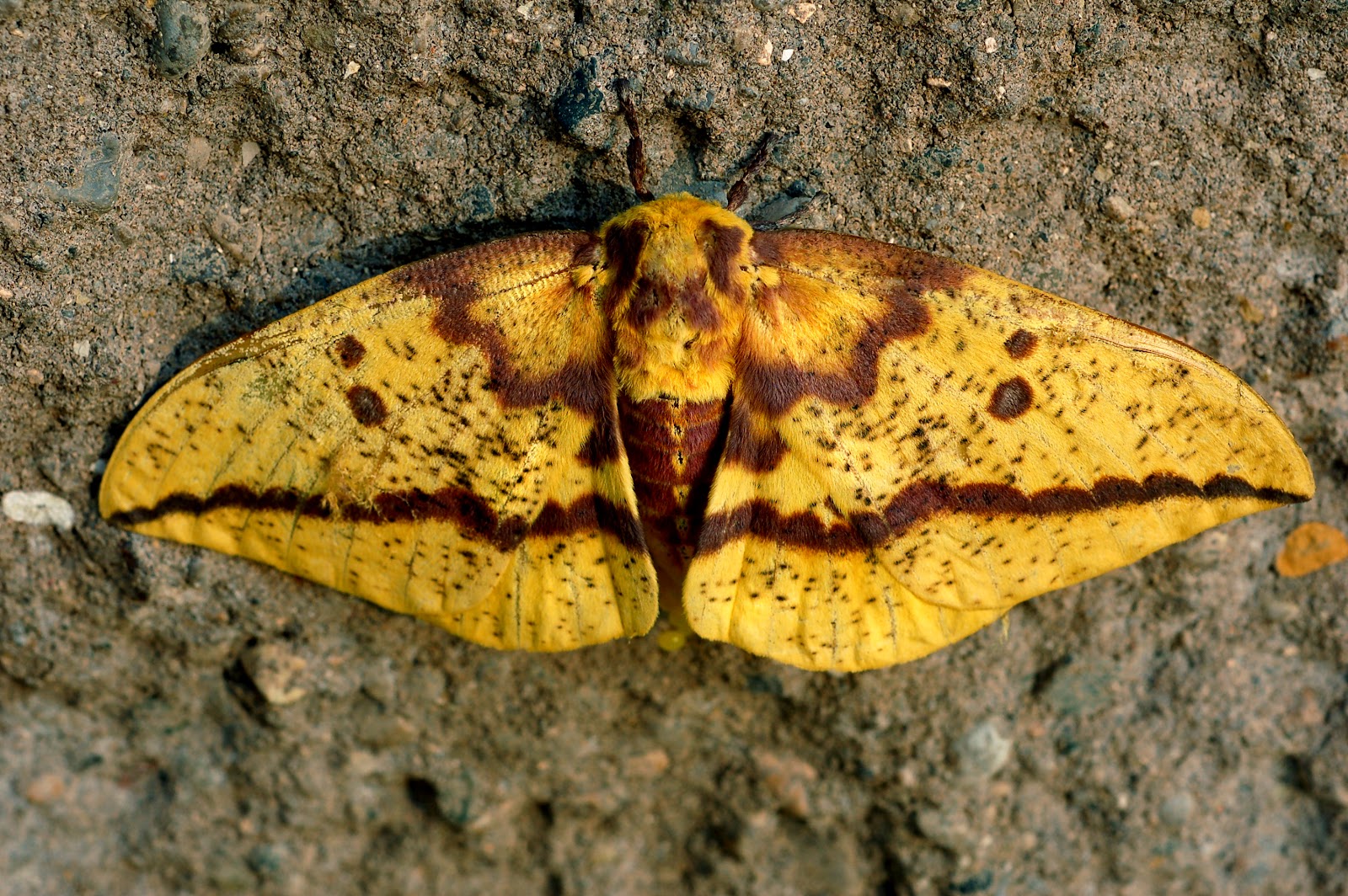 https://upload.wikimedia.org/wikipedia/commons/7/70/Imperial_Moth_from_above.JPG