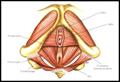 Resultado de imagen de el suelo pelvico