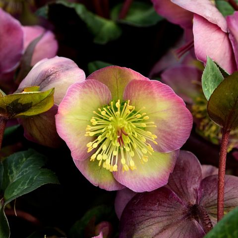 12 .Lenten Rose