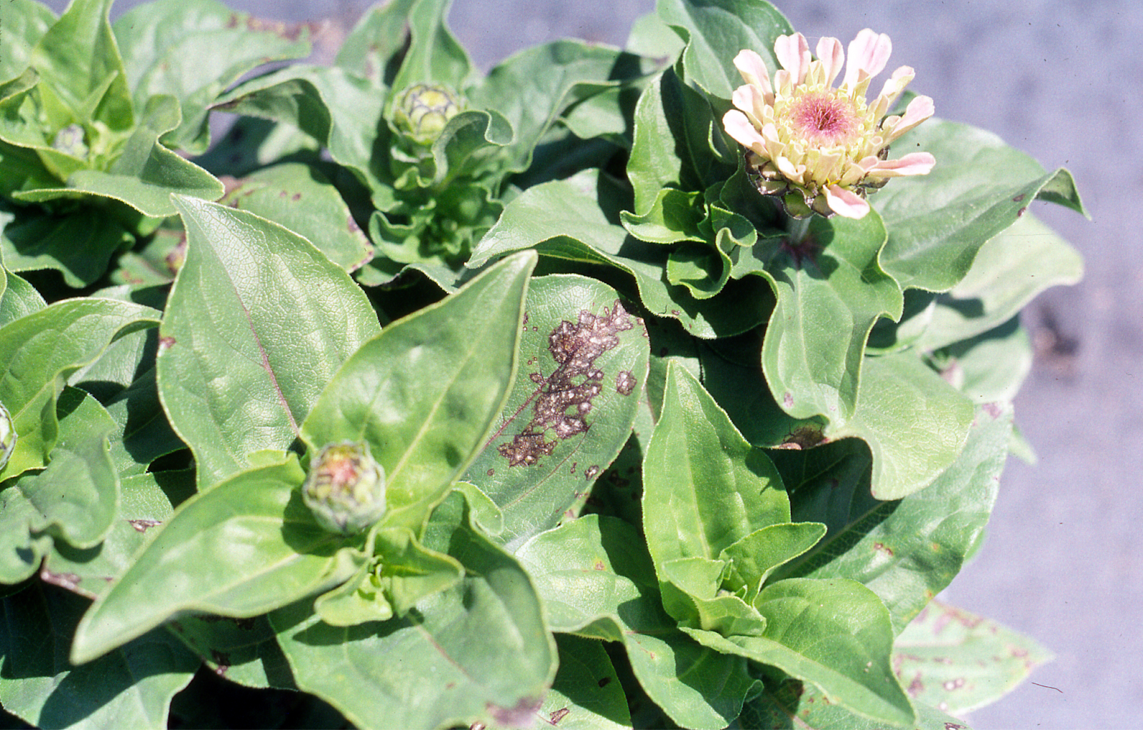 Zinnia Blight