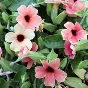 Image result for thunbergia african sunset