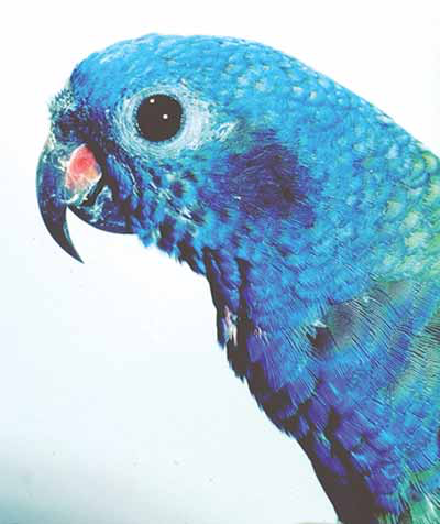 Blue-headed pionus parrots (Pionus menstruus) are noted for their calm behavior and quiet nature, but are subject to stress-related disorders