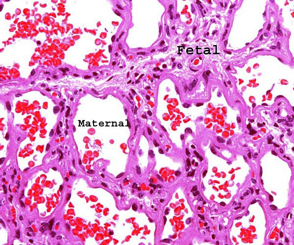 The large maternal blood-filled sinusoids of the labyrinth