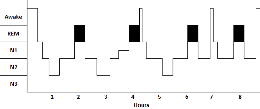 Hypnogram of scored human sleep staging 