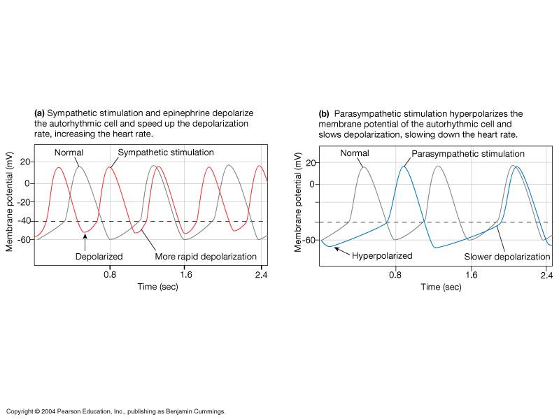 catecholemines can effect the firing of the autorhythmic cells hence effecting heart rate.