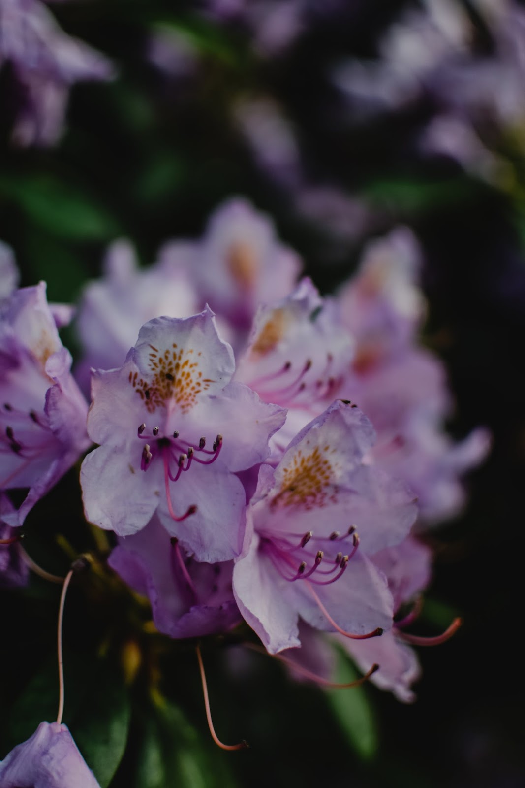 Wie schnell wächst Rhododendron?