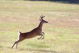 Image result for deer running