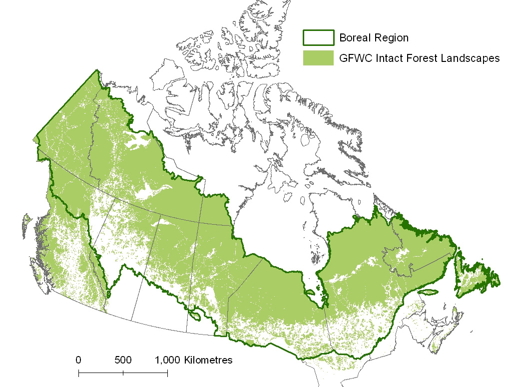 Boreal Forests of Canada