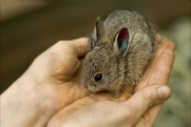 อันดับ 3 กระต่าย Pygmy Rabbit