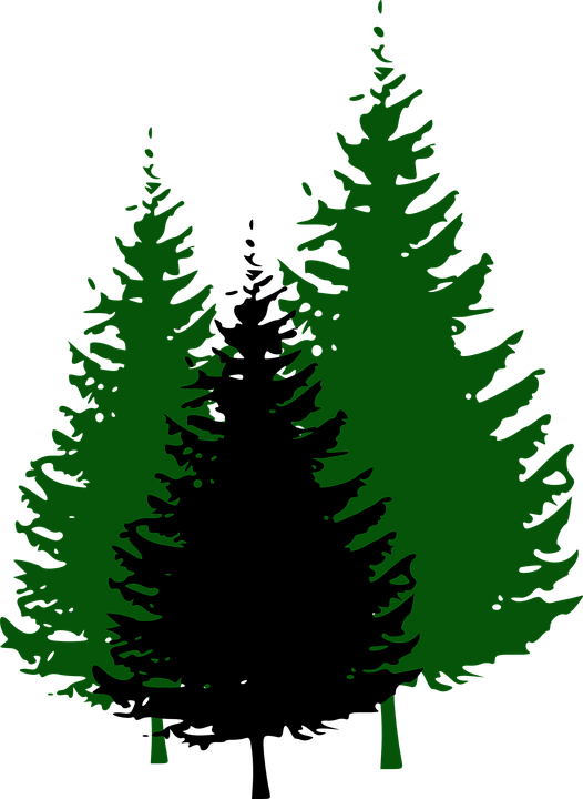 Free vector graphic: Fir Trees, Forest, Conifers, Fir - Free Image ...
