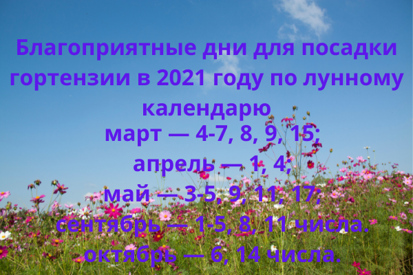 Подходящие дни для посадки гортензии в 2021 году с учетом лунных фаз 