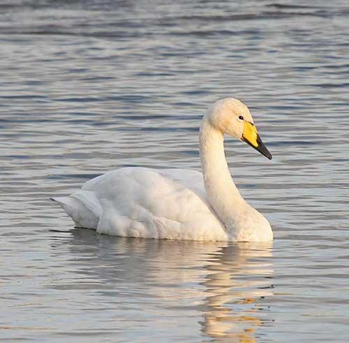 C:\Users\Польз\Desktop\whooper-swan-3.jpg