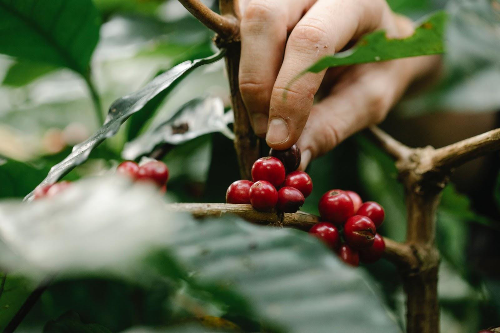 Fingers picking coffee cherry off branch