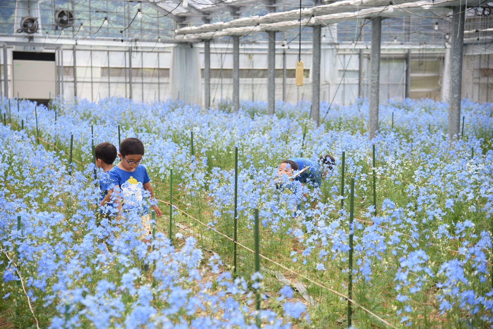 本日は 山本園芸さんの特集です 花を買って産地を応援 花でつながる笑顔プロジェクト 豊橋のお花応援するゾ実行委員会 08 04 投稿 クラウドファンディング Readyfor レディーフォー