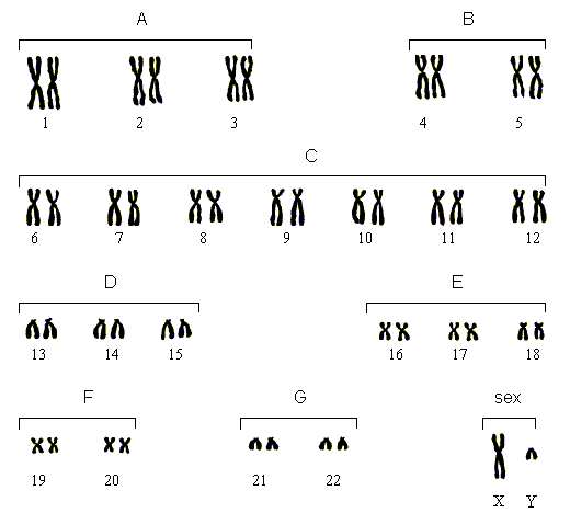 Chromosomes and Karyotype