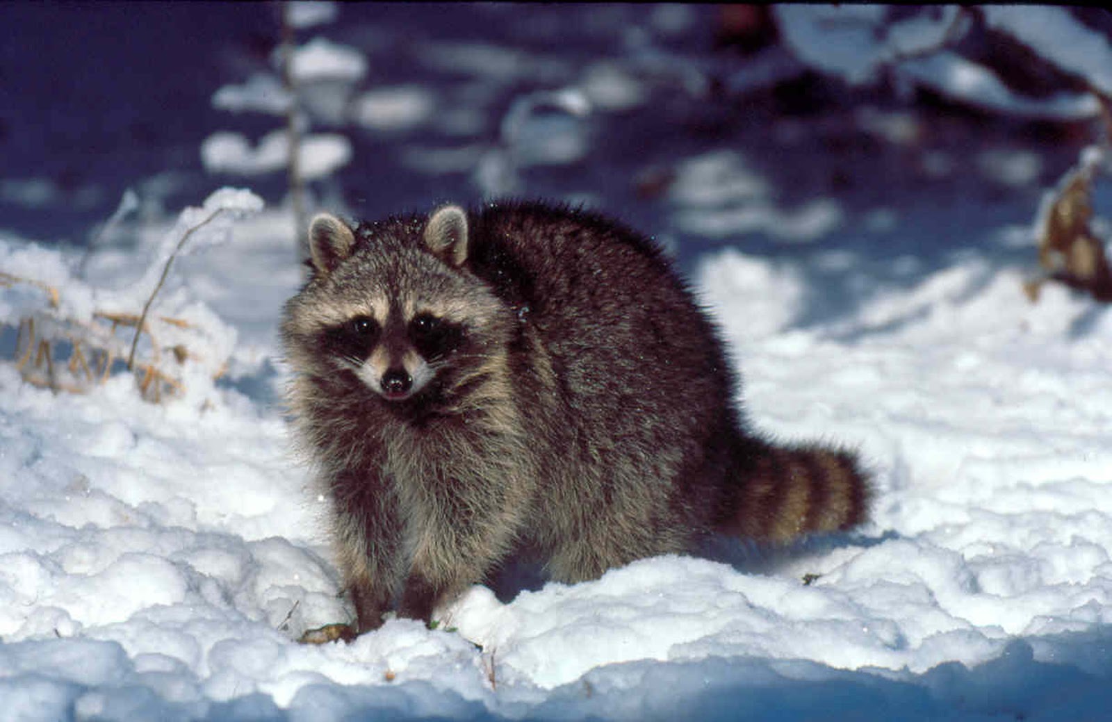 Do Raccoons Hibernate For The Winter