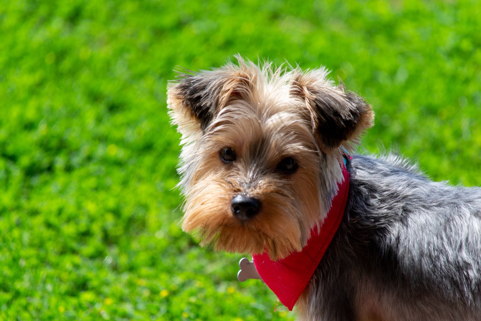 Are Yorkies Hunting Dogs?