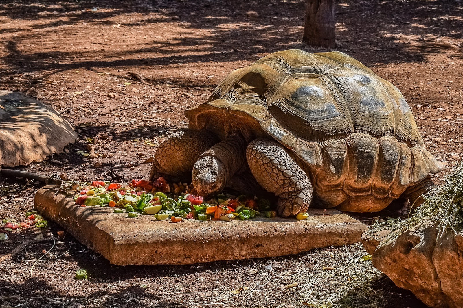 Tortoise eating fruits and vegetables