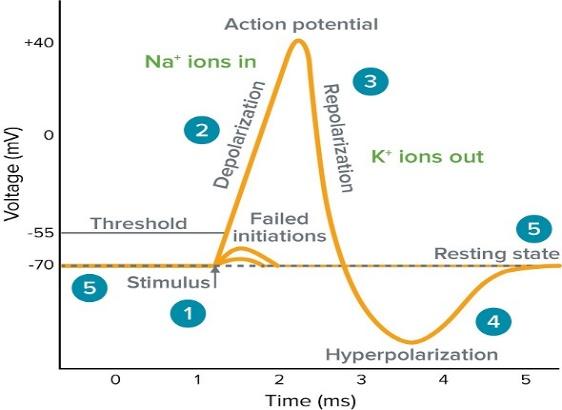 what-is-action-potential