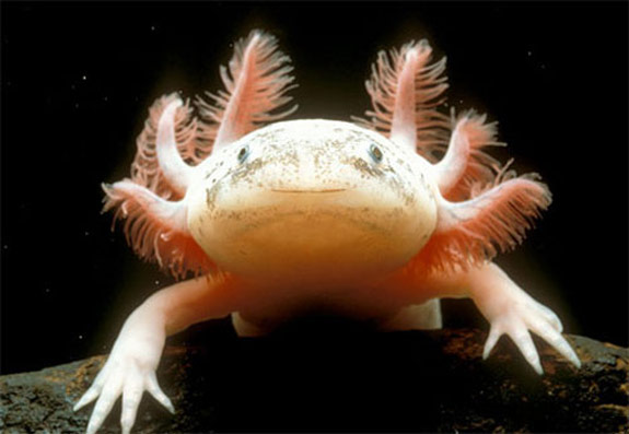 Axolotl
