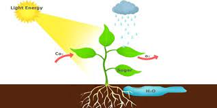 An Autotroph - Msrblog