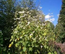 perennial buckwheat plant