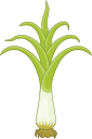 National Flower: Leek