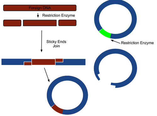 Investigation #9 - Biotechnology: Restriction Enzymes Analysis of DNA