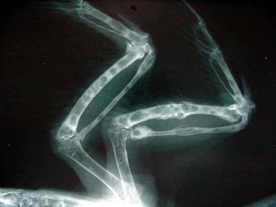 Radiographs of a Papuan Bare-eyed Mountain Pigeon (Columba corensis) with tuberculosis caused by M. avium. 