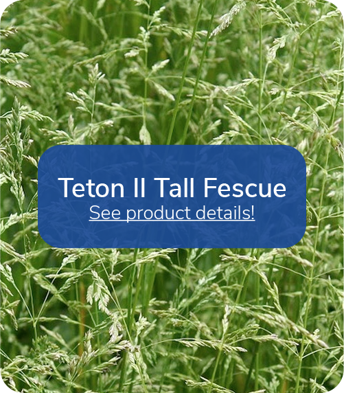 teton 2 tall fescue