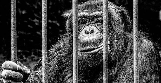 Image result for animal in prison