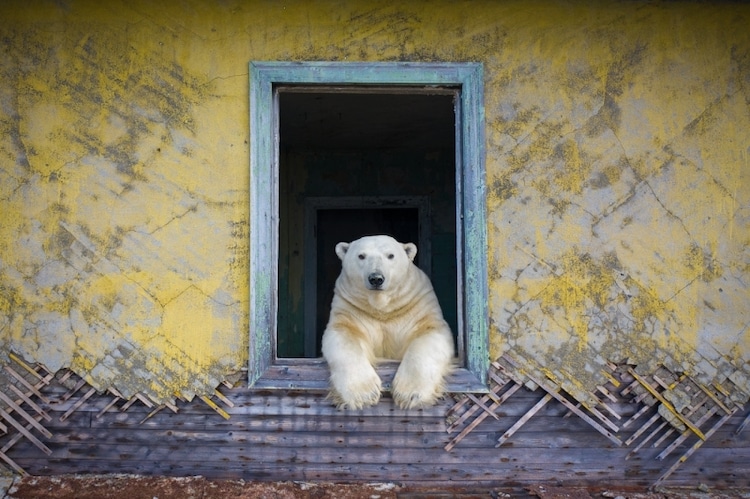 Polar Bear in a Window on Wrangel Island