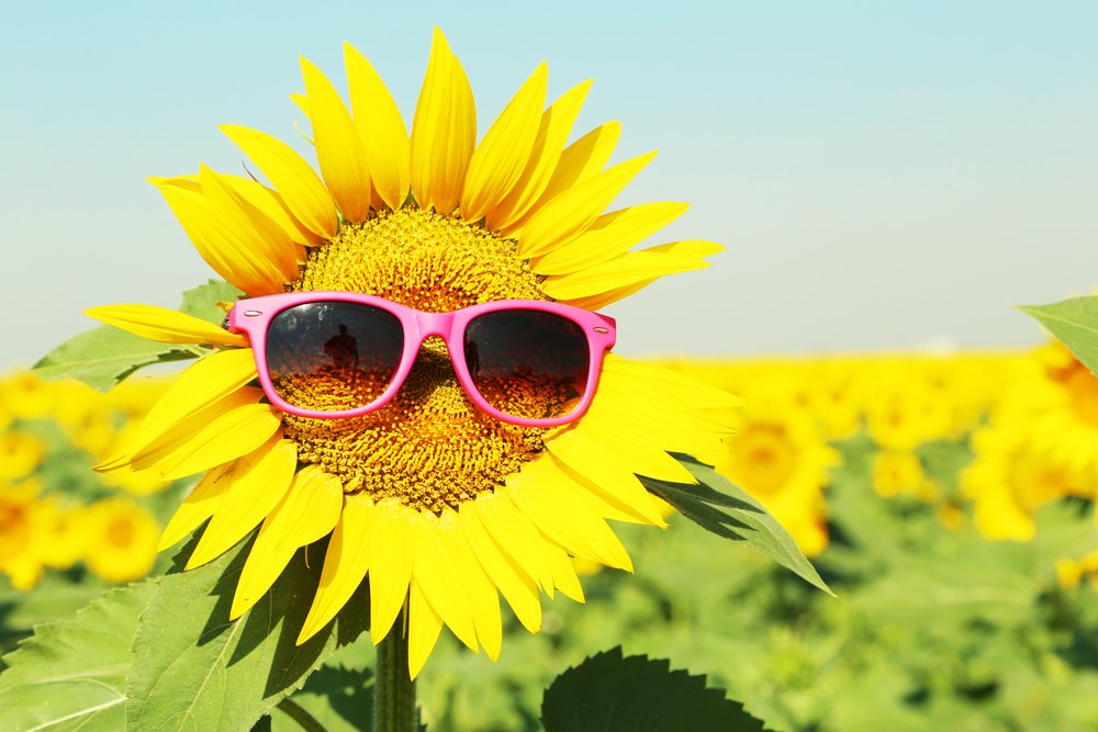 Image result for sunflowers