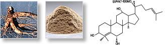 Asian Red Ginseng