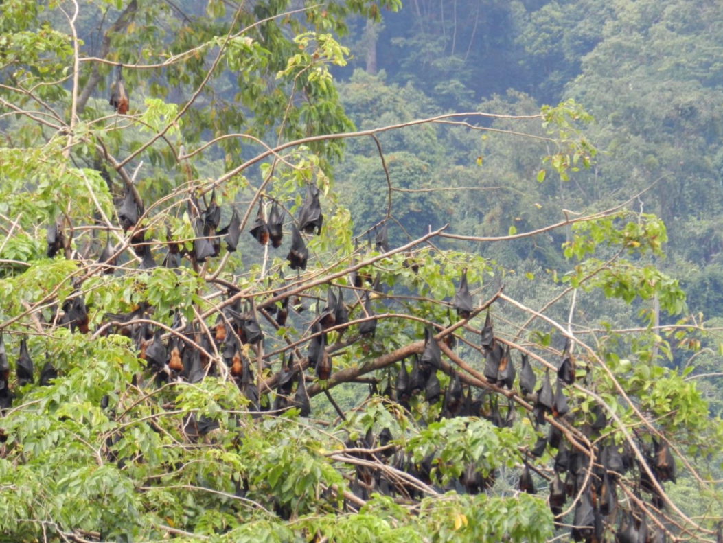 Figure 3. Roosting colony of Malayan Flying foxes[1].