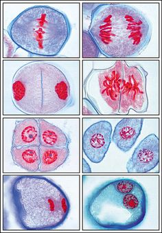 Meiose:  Diferente da mitose, que tem uma célula diploide (se divide em 2 formando outra cel. Diplóide), a meiose é um tipo de divisão celular em que uma célula diplóide produz quatro células haploides (tem só um cromossomo de cada núcleo) sendo isso tem uma divisão reducional. Um fato do caráter reducional da meiose é que, os cromossomos só se duplicam uma vez, durante a interfase – período que antecede tanto a mitose como a meiose. No início da interfase, os filamentos de cromatina não estão duplicados. Ainda nesta fase, ocorre a duplicação, ficando cada cromossomo com duas cromátides.