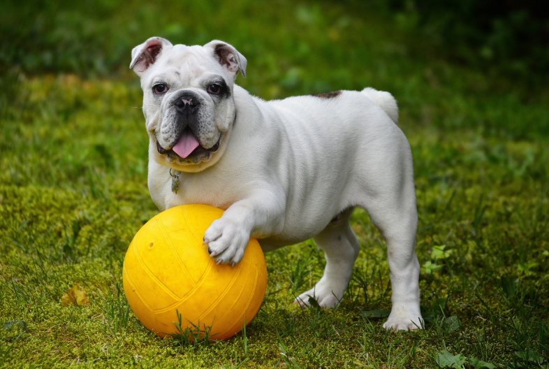 Mature English Bull Dog playing with yellow ball