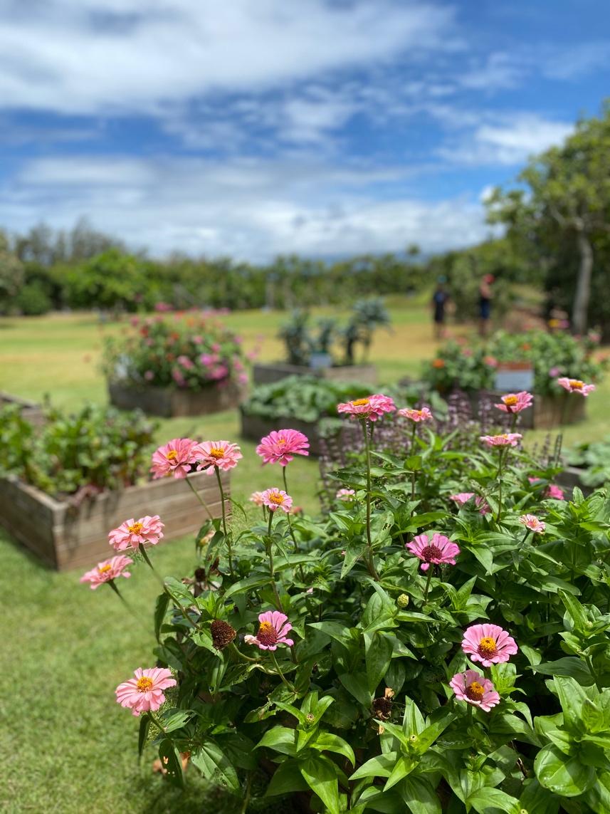 The Secret to Healthy Soil – Kahuku Farms