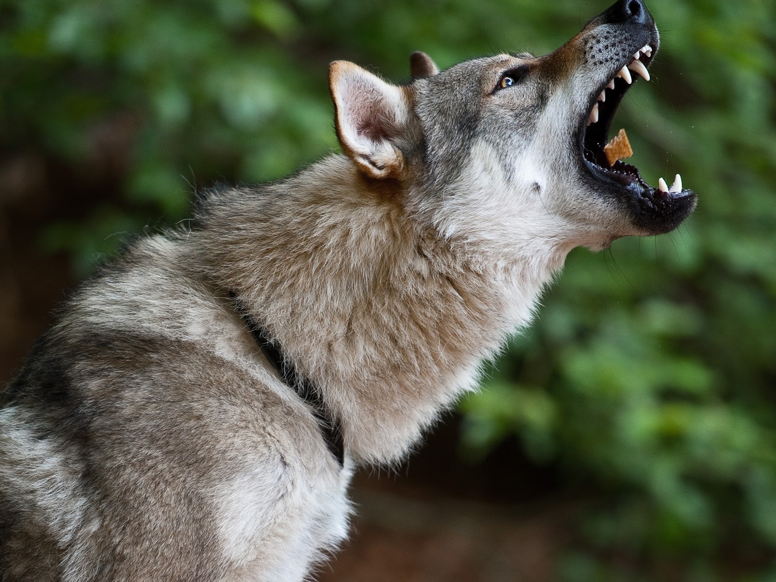 20 raças de cachorros mais 'estranhos' do mundo