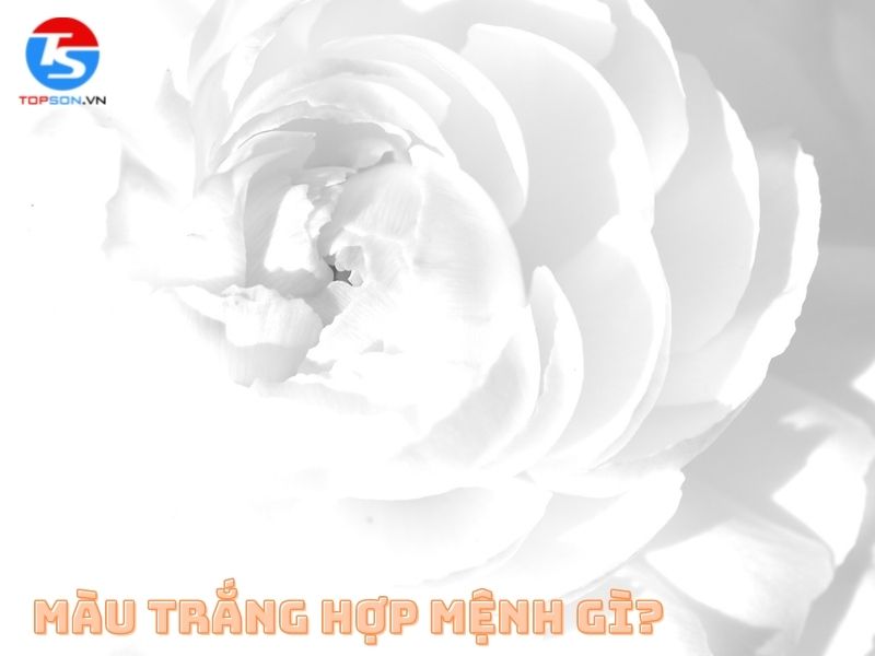 Màu trắng hợp với mệnh gì?